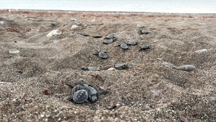Antalya’da bu yıl 4 bin 400 caretta yuvasından yaklaşık 200 bin yavru denize ulaştı