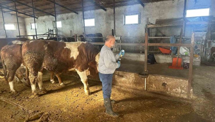 Aydıntepe’de şap aşılama 13 köye ulaştı, buzağı küpeleme de yapıldı