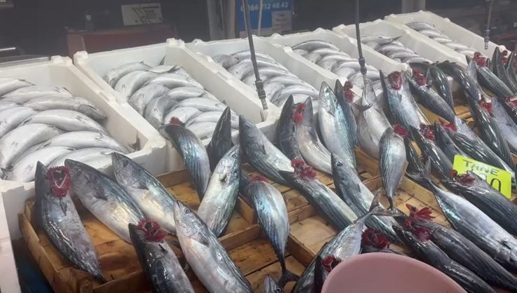 Balıkesir Bandırma’da palamut bolluğu var, 1 kiloluk palamut 100 liradan satılıyor