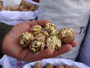 Bitlis’te yıllık yaklaşık 7 bin 900 ton ceviz üretiminin hasadı başladı