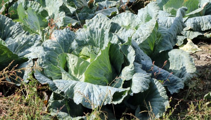 Çankırı Ilgaz’da ata tohumundan yetiştirilen lahanalar 40 kilograma kadar ulaşıyor