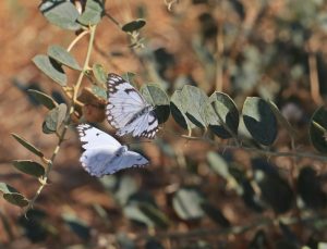 Diyarbakır’da beyaz öncü kelebekler kapari yapraklarına yumurta bırakıyor