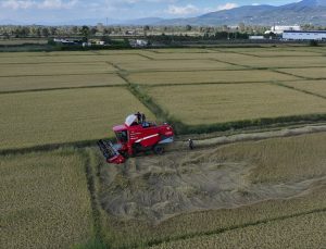 Düzce’de coğrafi işaretli Konuralp pirinci 2 bin 250 dekarda hasada girdi
