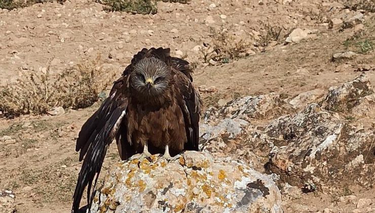 Elazığ’ın Hıdır Baba köyünde yaralı ve bitkin çaylak kuşu yetkililere teslim edildi