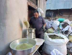 Erzincan Kemaliye’nin 120 bitkili Zetrin baharatında bağışıklık artırıcı sonuç tezde çıktı