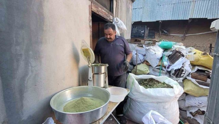Erzincan Kemaliye’nin 120 bitkili Zetrin baharatında bağışıklık artırıcı sonuç tezde çıktı