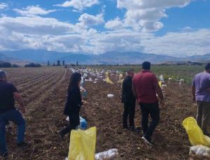 Erzincan Tercan’da patates hasadı başladı, üreticiler kışlık patatesleri hasat ediyor