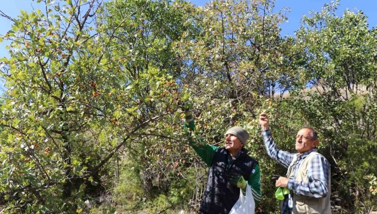 Erzurum Olur’da kalp dostu alıç hasadı başladı, kışlık sirke hazırlığı yapılıyor