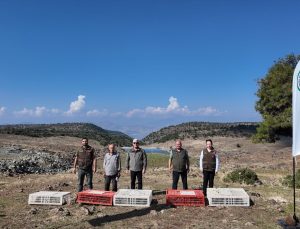Gaziantep İslahiye’de DKMP ekipleri yüzlerce kınalı kekliği doğaya saldı