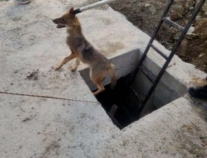 Hatay Antakya’da kuyuya düşen yavru tilki itfaiye ekiplerince kurtarıldı
