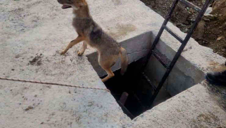 Hatay Antakya’da kuyuya düşen yavru tilki itfaiye ekiplerince kurtarıldı
