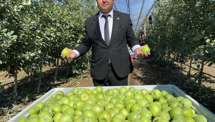 Isparta’da elma hasadı başladı, 1 milyon 250 bin tonluk rekolte bekleniyor
