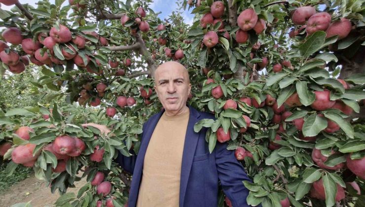 Karaman’da elma rekoltesi yüksek çıkınca fiyat 10 liraya kadar geriledi