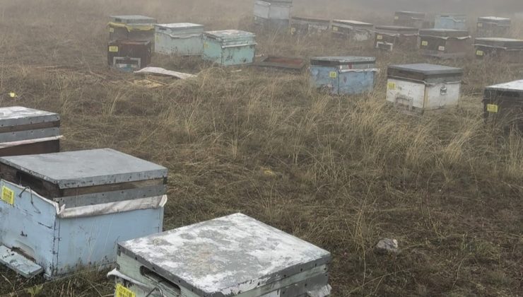 Konya Bozkır’da ayı 1300 kovanlık arılığa saldırdı, üretici tepkisi tebessüm ettirdi