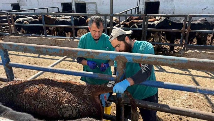 Kütahya Kırgıllı’da Uruguay’dan getirilen sığırlara sağlık kontrolü yapıldı