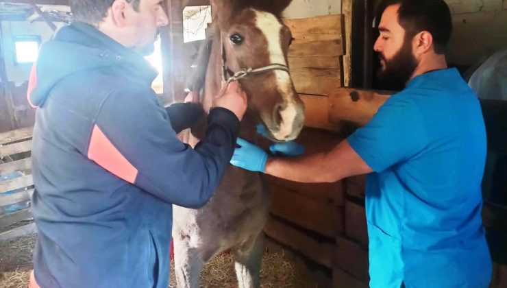 Kütahya’da safkan Arap taylarının tescilini İl Tarım ve Orman Müdürlüğü yaptı