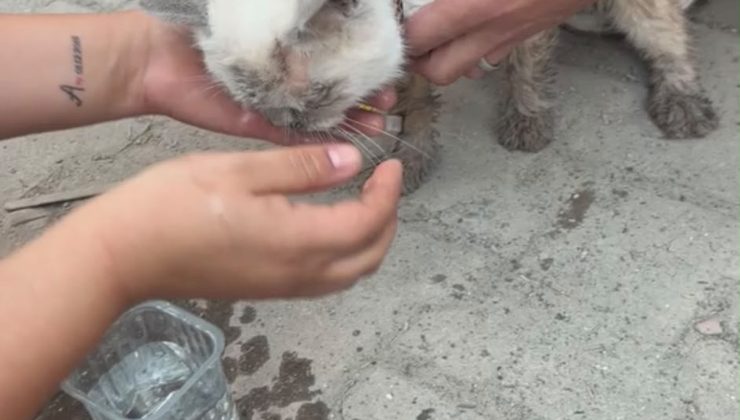 Maltepe’de enkaz kaldırma sırasında beton parçalarının arasından kedi canlı çıkarıldı