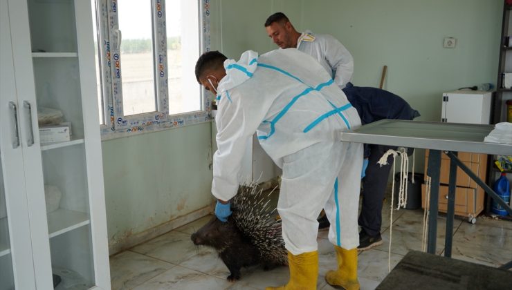 Mardin Derik’te yaralı oklu kirpi tedavi edilip Doğa Koruma’ya teslim edildi