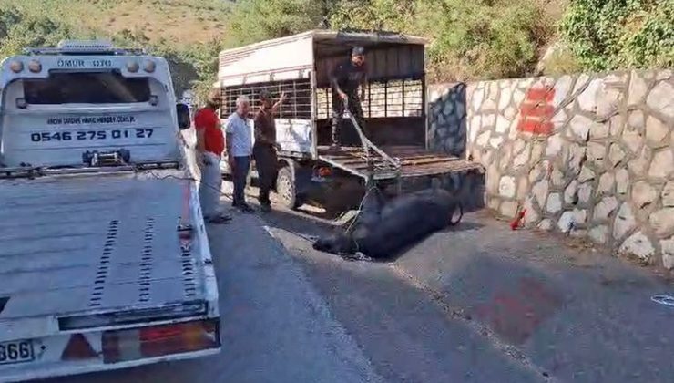 Mersin Tarsus’ta kamyonetten düşen büyükbaş hayvan iki kez bayıltılıp götürüldü