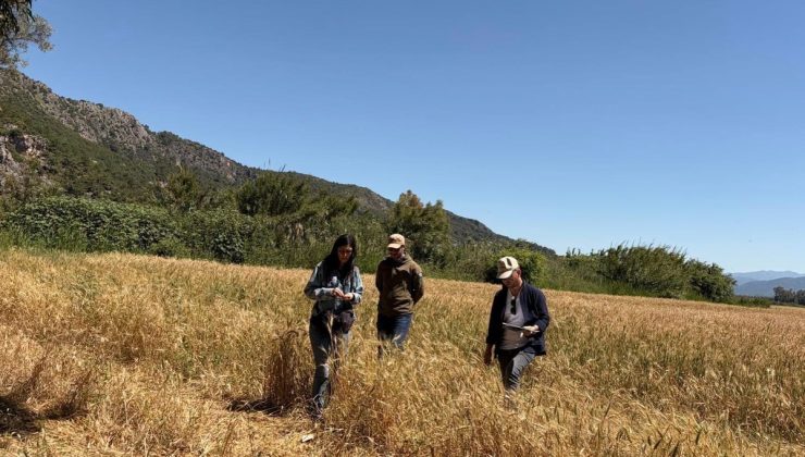 Muğla Dalaman’da 2 bin 500 ton buğday tohumu sertifikalandırıldı