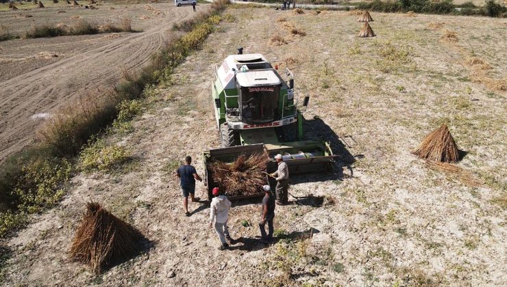 Muğla’da coğrafi işaretli Gökova susamı ilk kez biçerdöverle hasat ediliyor