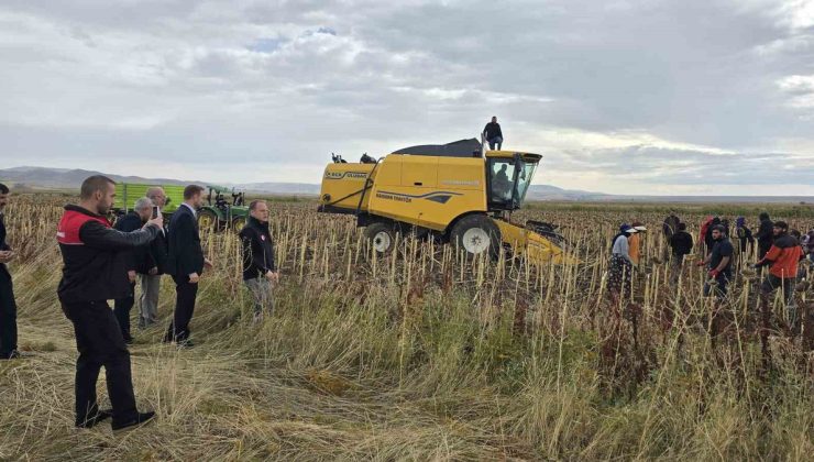 Muş Bulanık’ta bin 800 dönüm çerezlik ayçiçeğinde hasat dönemine gelindi