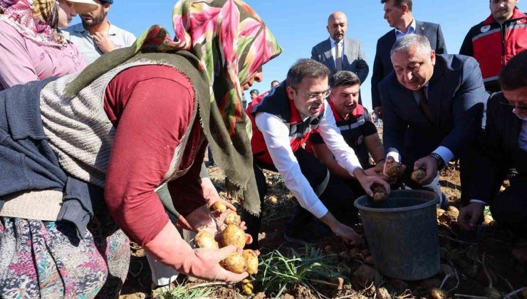 Niğde Konaklı’da yerli patates hasadında dekara 4,5-5 ton verim elde edildi