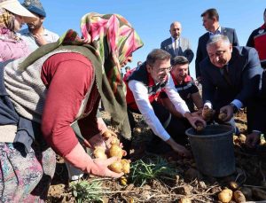 Niğde Konaklı’da yerli patates hasadında dekara 4,5-5 ton verim elde edildi