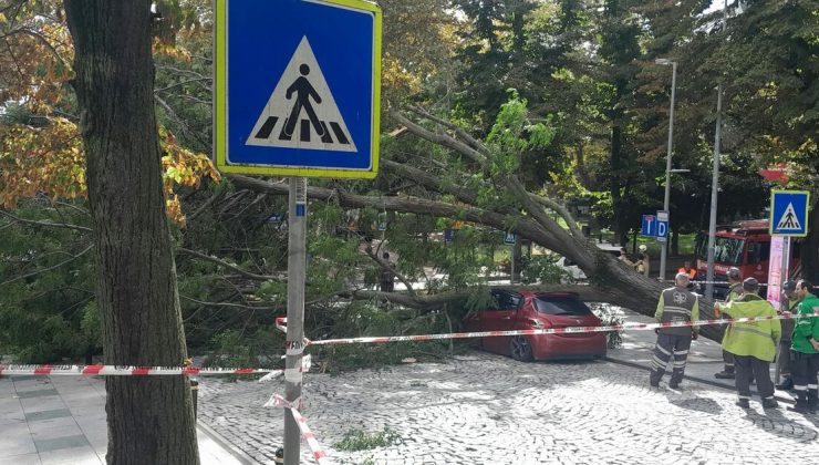 Nişantaşı’nda 40 gün arayla ikinci kez ağaç devrildi! Otomobil ağacın altında kaldı
