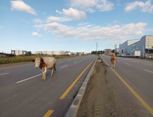 Samsun’da başıboş büyükbaş hayvanlar yol ortasında yürüdü, sürücüler hız düşürdü
