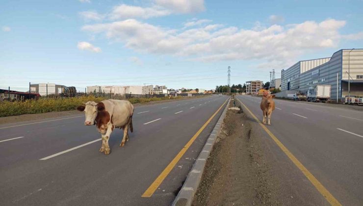 Samsun’da başıboş büyükbaş hayvanlar yol ortasında yürüdü, sürücüler hız düşürdü