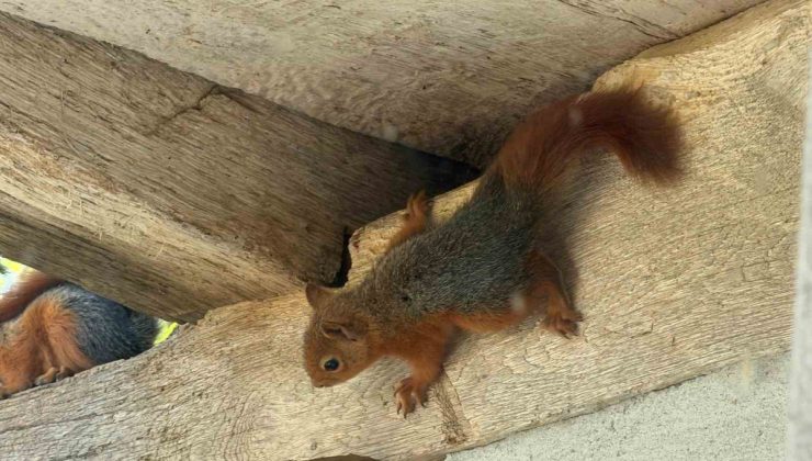Sinop Erfelek’te ahşap eve çıkan 3 sincap ev sahiplerince görüntülendi