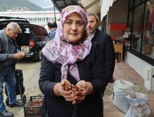 Sinop Erfelek’te kuzu kestanesi hasadı başladı, tezgahlarda 600 liradan satılıyor
