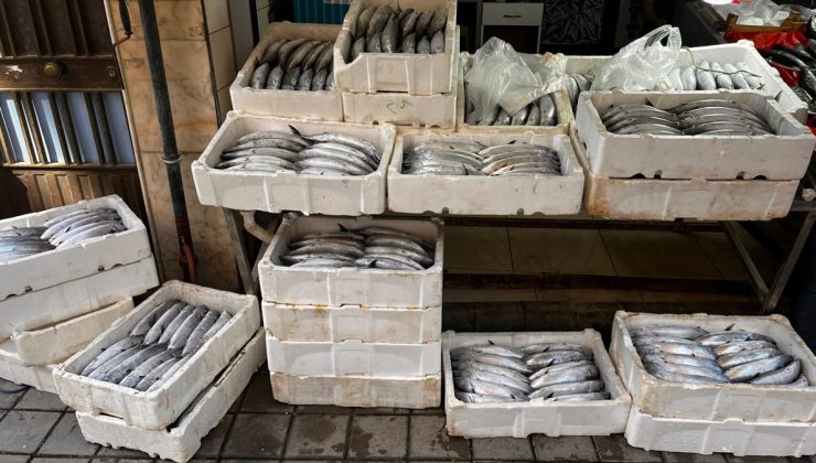 Sinop Türkeli’de balıkçılar yaklaşık 3 bin palamut avlayıp limana döndü