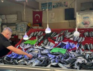 Sinop Türkeli’de palamut bolluğu fiyatları düşürdü, tanesi 75 liraya kadar indi