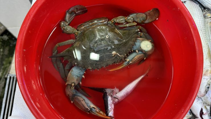 Sinop Üniversitesi Karadeniz’deki istilacı türleri avlanarak ekonomiye kazandıracak