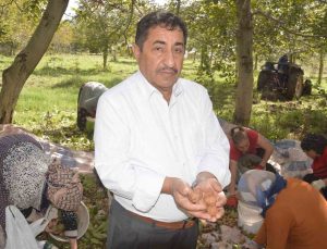 Tokat Niksar’da coğrafi işaretli ceviz hasadı başladı, 2 bin ton rekolte bekleniyor