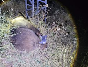 Tunceli-Erzincan yolunun 15’inci kilometresinde ayıya cip çarptı, ayı öldü