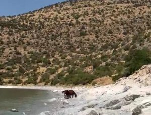 Van Gevaş’ta yılkı atları Van Gölü kıyısındaki tepelerde görüntülendi