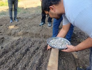 Yeniçağa’da ilk kez 20 metrekarelik alana 530 salep yumrusu ekildi